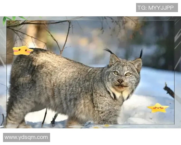 奎尔巴与森柏欧激战正酣谁能在这场对决中笑到最后